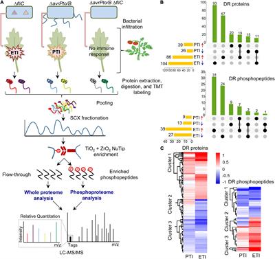 Integrative Proteomic and Phosphoproteomic Analyses of Pattern- and Effector-Triggered Immunity in Tomato